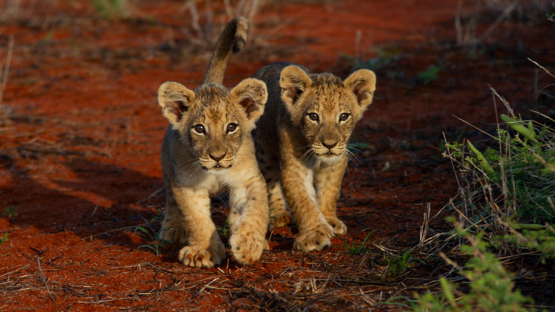 Africa Unveiled Safaris